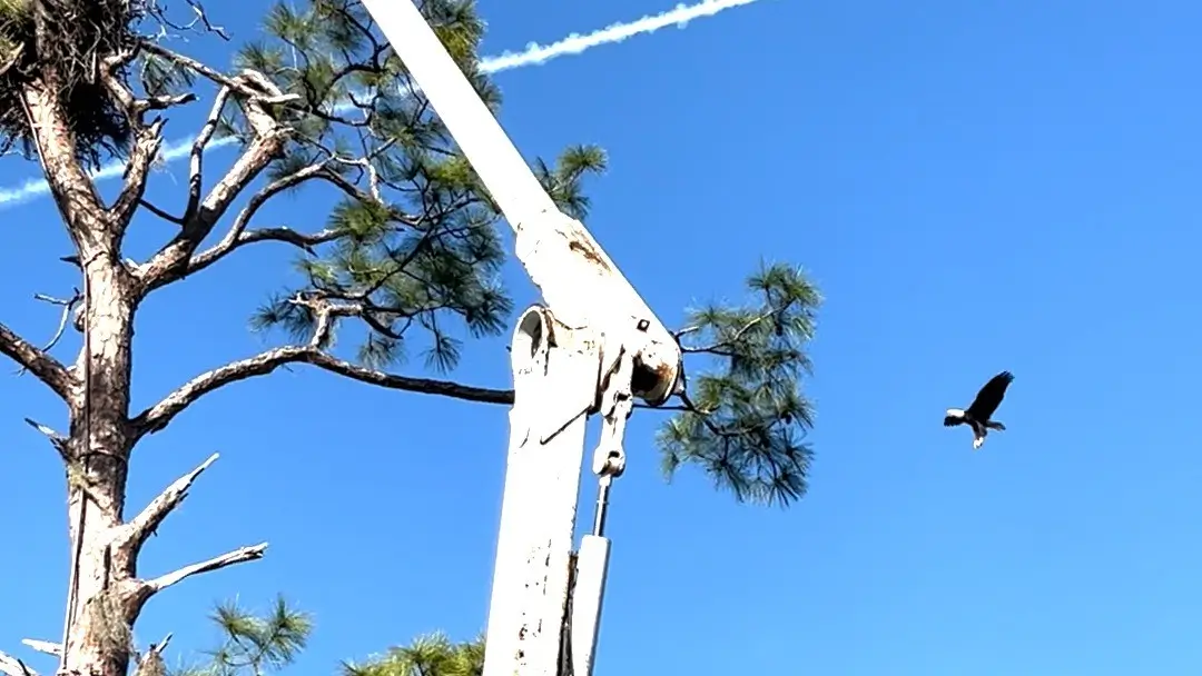 A bald eagle flies near its nest as a Joshua Tree Inc. bucket truck works nearby, part of the CROW wildlife partnership